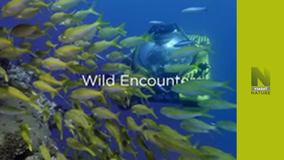 Аттенборо й морський дракон