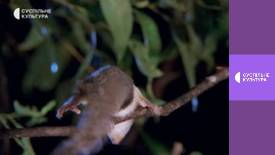 Д/с "Суперздібності тварин". "Нічні тварини".