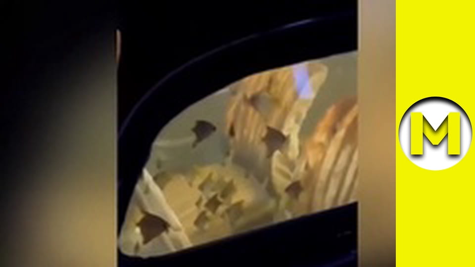 Max TV - сезон 2 - серія 29