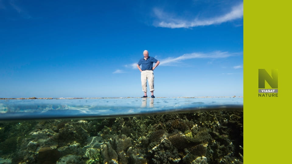 Глобальні пригоди Аттенборо S1E3 - Розквіт природи