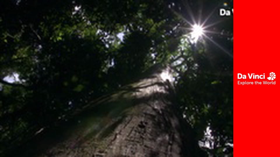 Бунтівні тварини - Вогнівки лінивця і їх дуже повільний господар