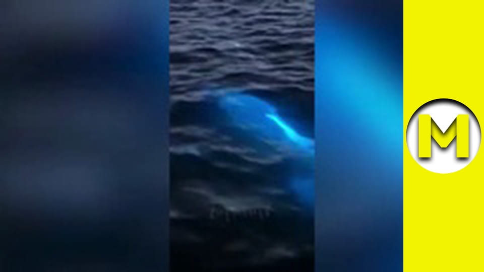 Max TV - сезон 6 - серія 18