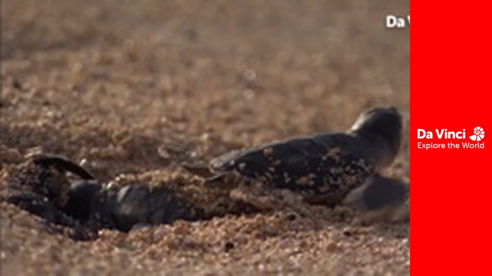 Бунтівні тварини - Батьки у дикій природі