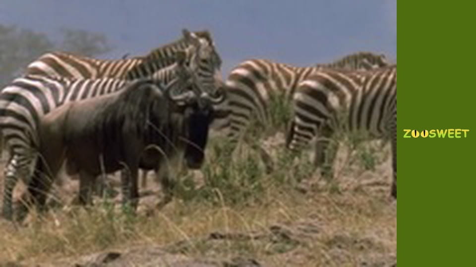 Дикі тварини - серія 11