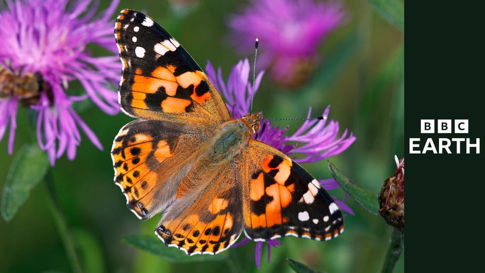 David Attenborough i cuda natury S4E6 - Okrutni wojownicy