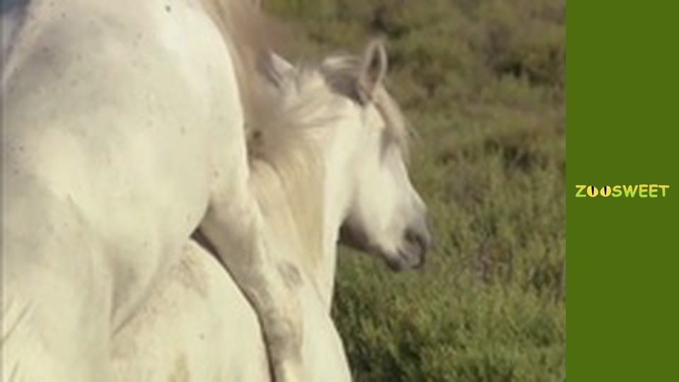 Дикі тварини - серія 6