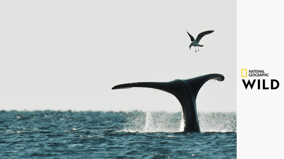 Divoká Argentina: Země extrémů S1E2 - Země extrémů