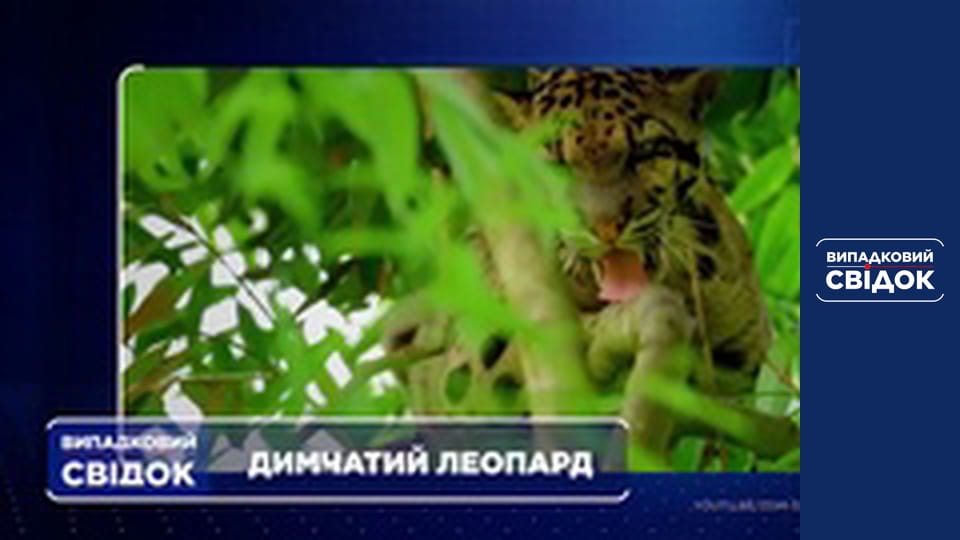 Випадковий свідок, Випуск 175