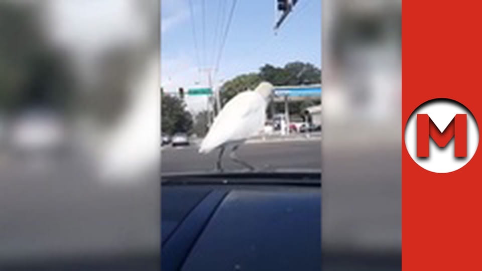 Макс Шоу - сезон 2 - серія 42