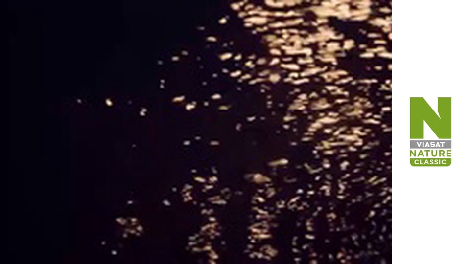 Фантазія про Дунай