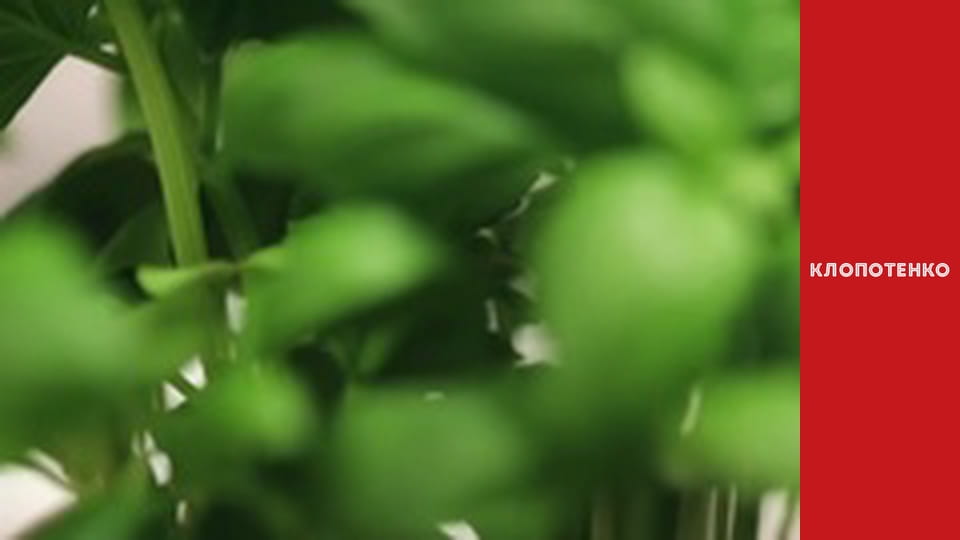 What to cook for breakfast. Episode 28