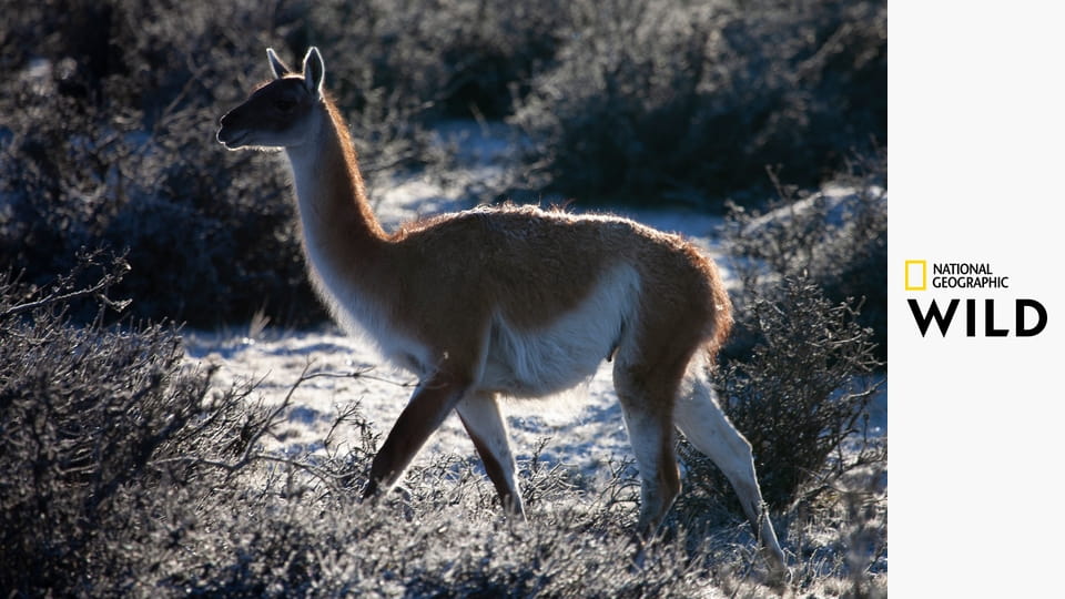 Дикая природа Чили S1E1 - На краю Земли