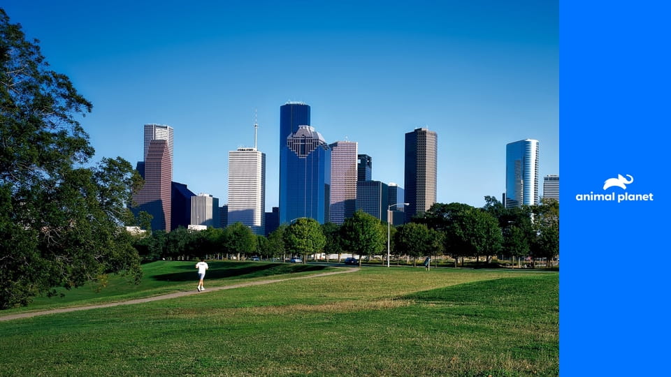 Полиция Хьюстона - отдел по защите животных S7E12