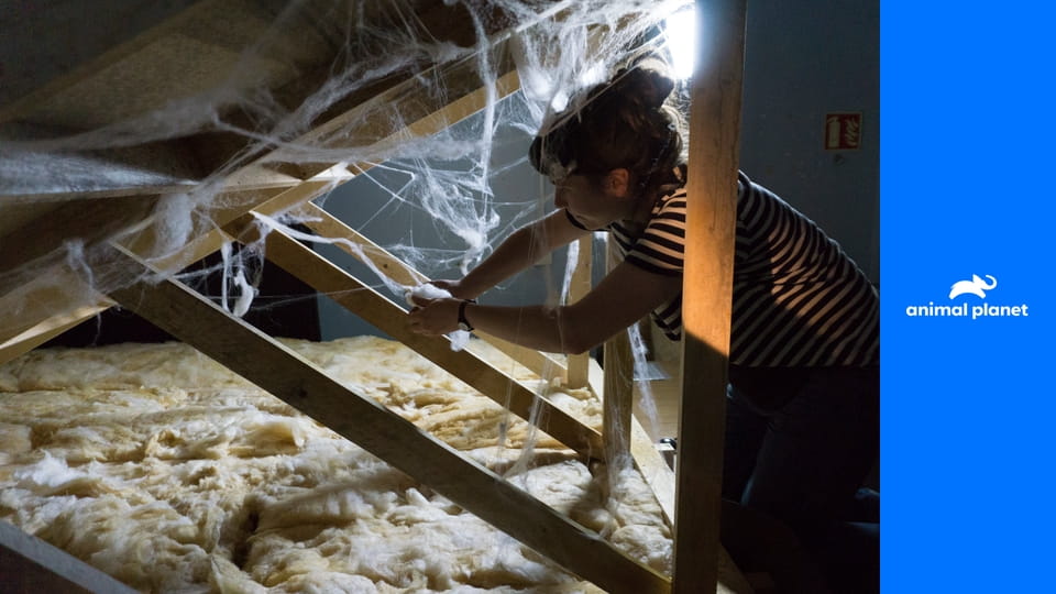 Вторжение S1E5 - Нашествие каннибалов