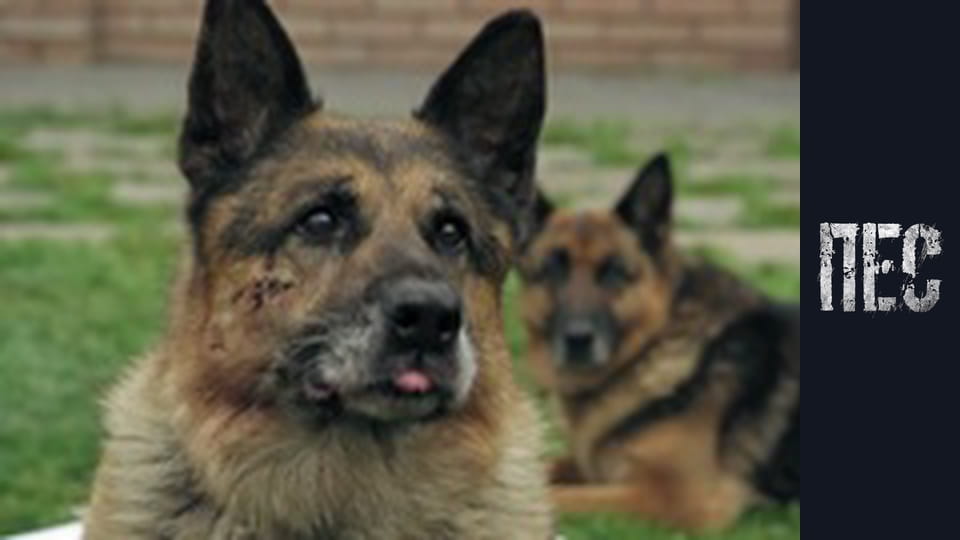 Пес, Сезон 6, Серія 16