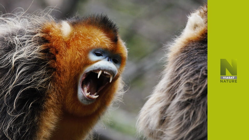 Китай: стародавнє царство природи S1E2 - Центр: закон про балансування