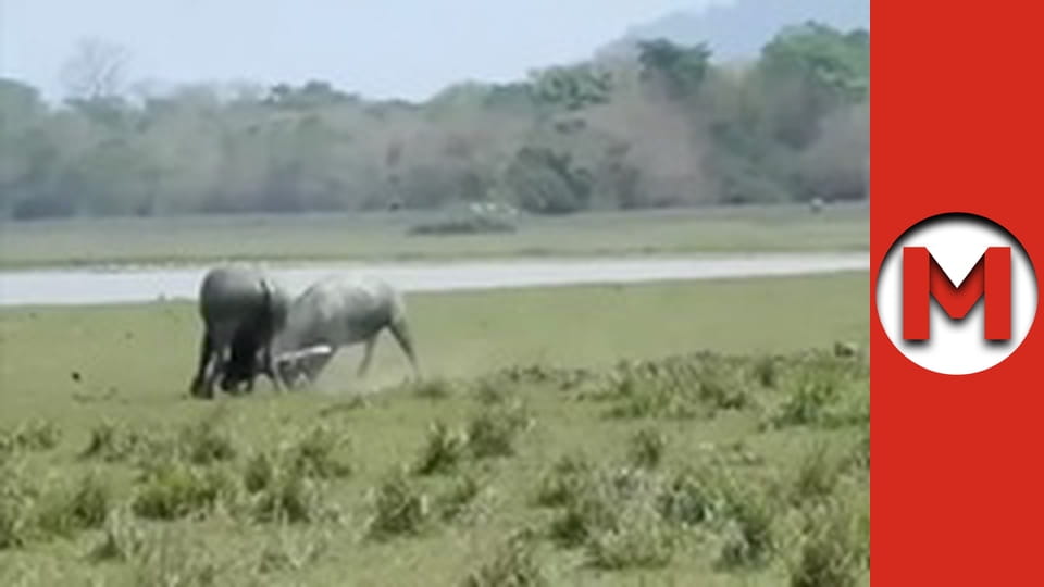 Max TV - сезон 4 - серія 73