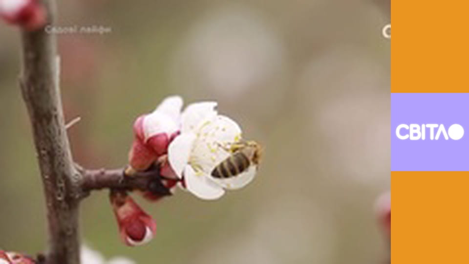 Садовые лайфы.