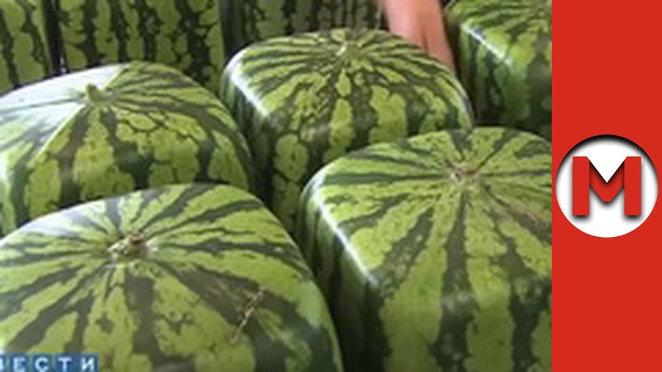 Макс Шоу - сезон 2 - серія 2