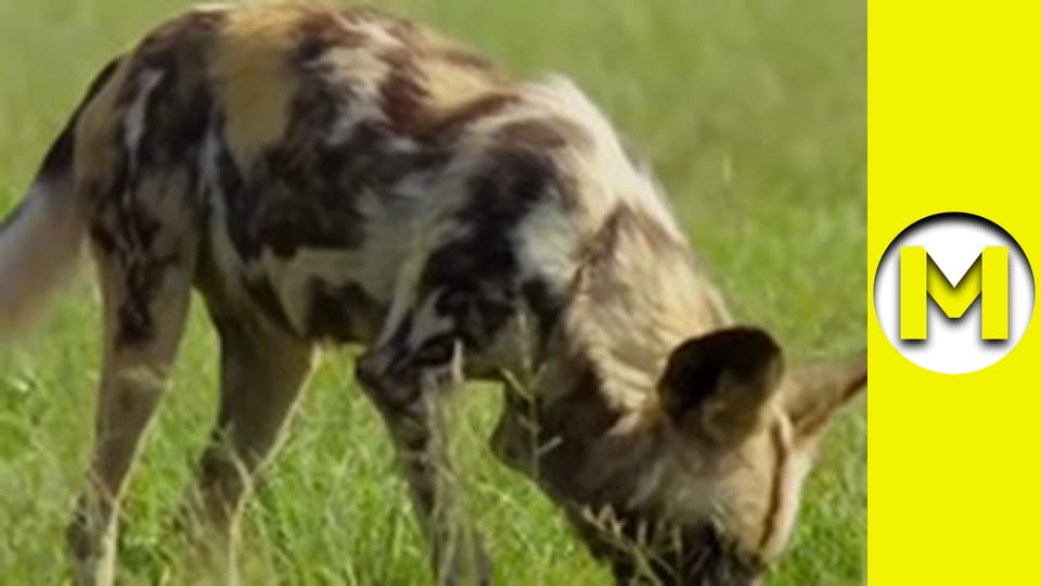 Max TV - сезон 1 - серія 85