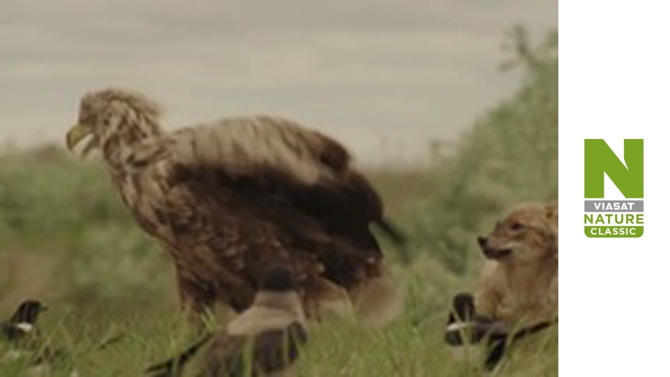 Wild Fighters - The Fight For Food