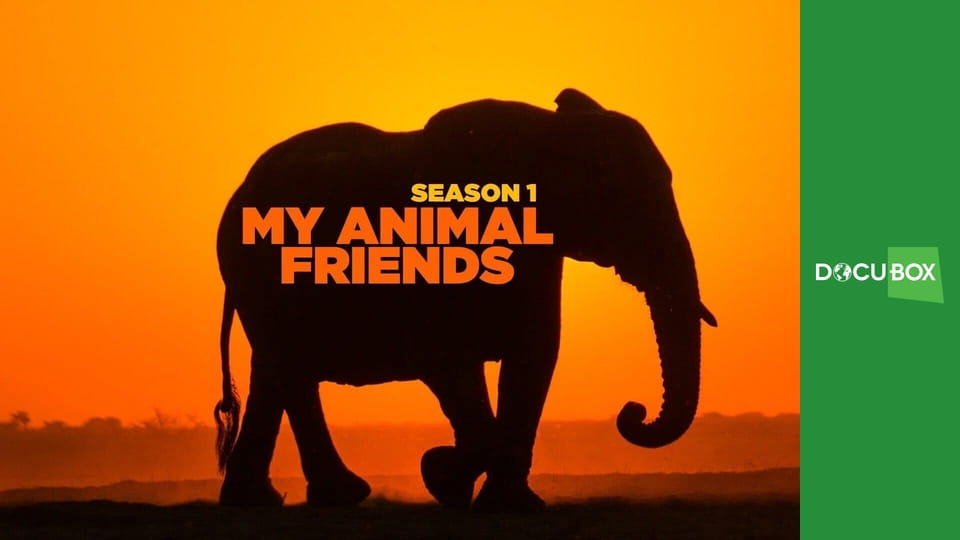 Zwierzęta - moi przyjaciele S1E21 - Żółw