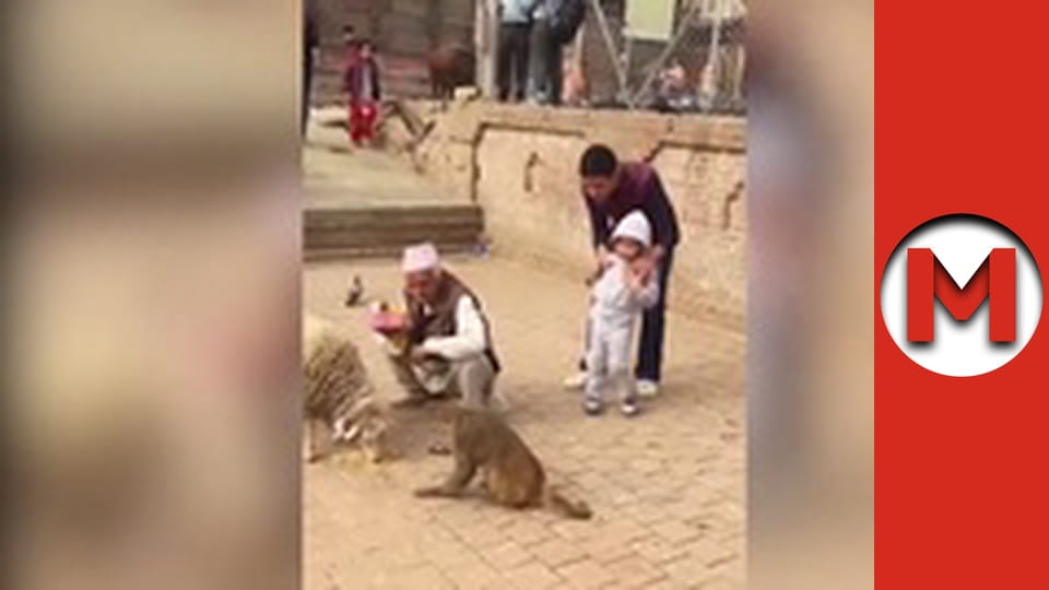 Макс Шоу - сезон 2 - серія 75