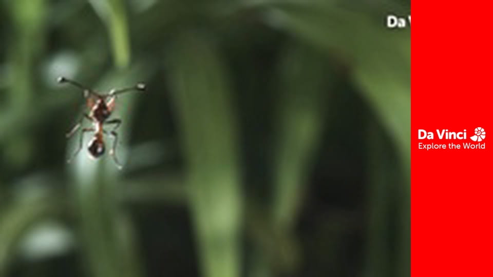 Animal Anarchists - The Very Unusual Stalk-eyed Fly