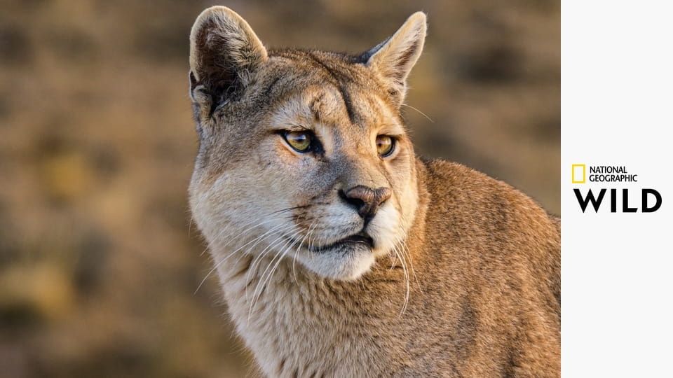 Дикая Аргентина: Экстремальная Земля S1E3