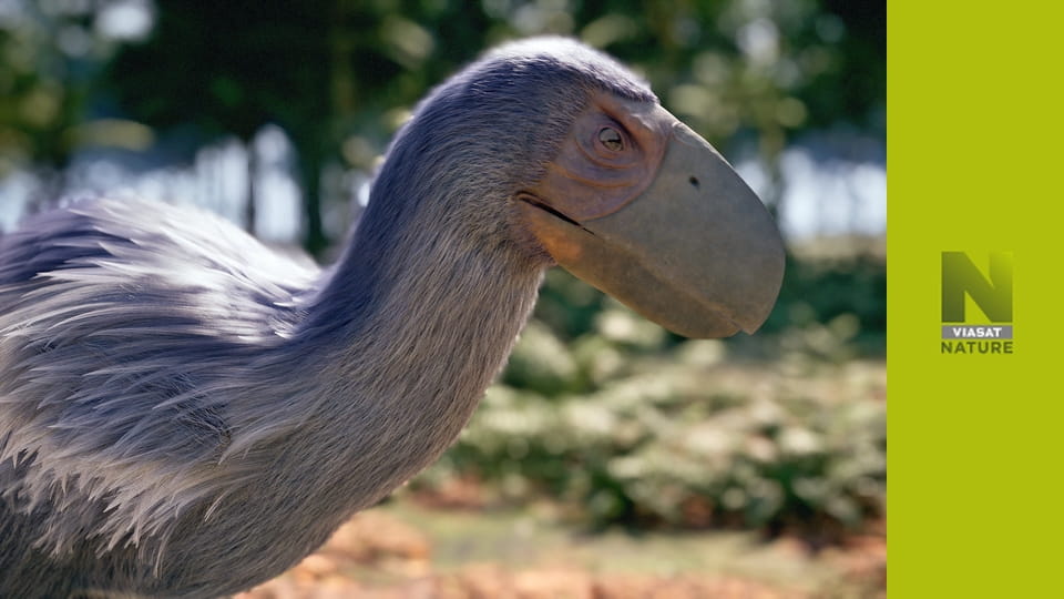 Становлення птахів S1E1