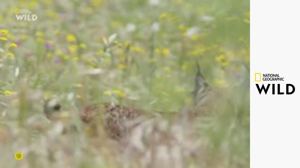 Земля пиренейской рыси S1E2 - Весна