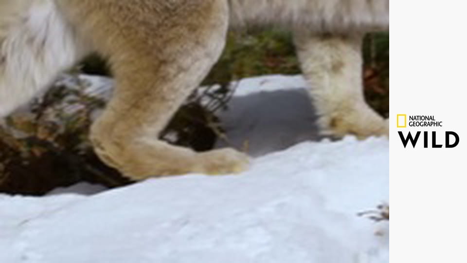 Построенный, чтобы выжить S1E3