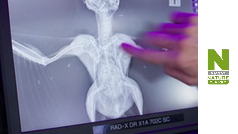 Wildlife Rescue Australia Season 1 Episode 3