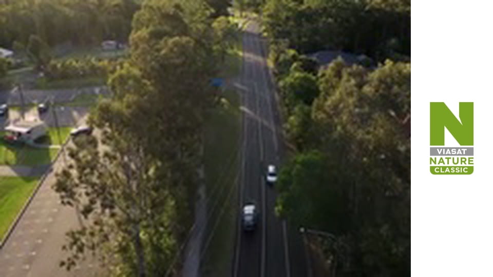Австралійські змієлови - Туалетна несподіванка