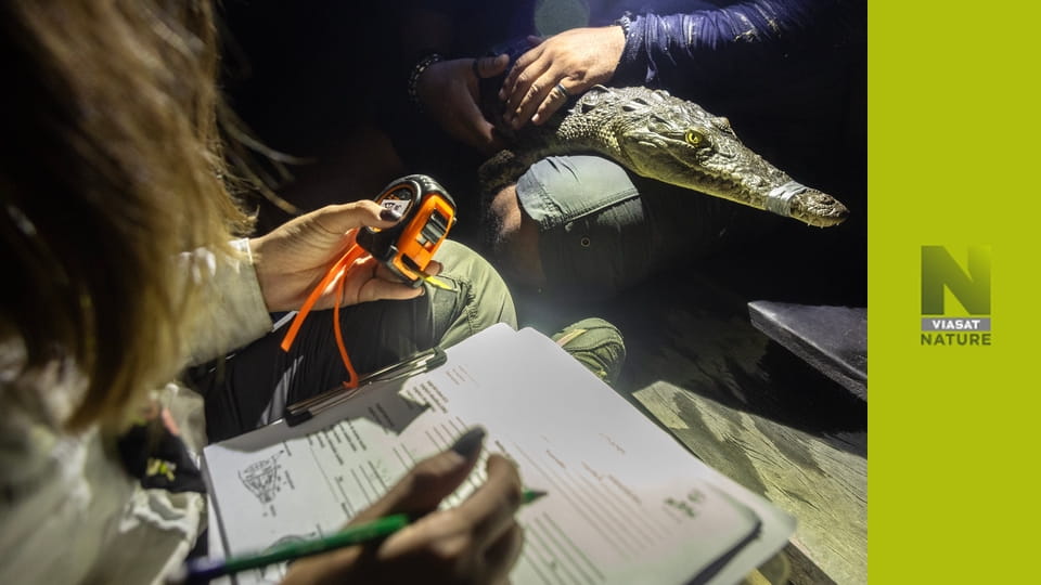 Віч-на-віч S1E3 - Косатки