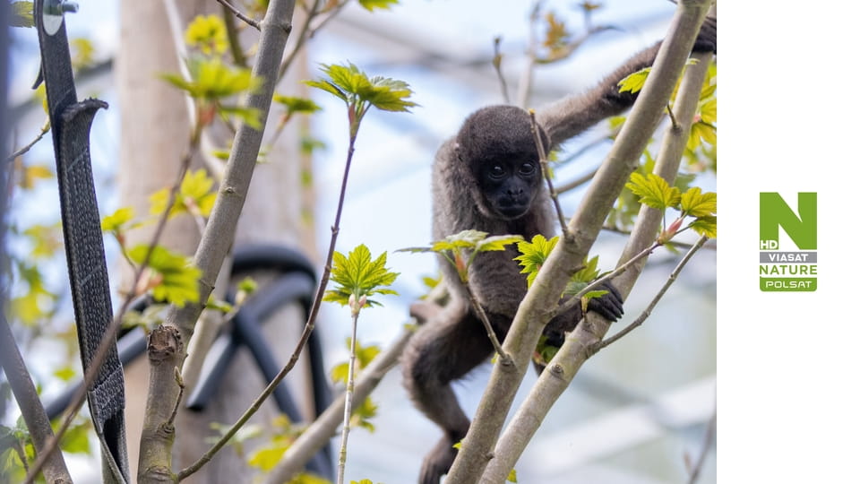 Małpie życie S14E9