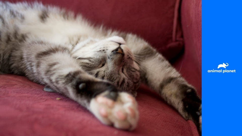 Příběhy kočičích drápků S1E2 - Vzteky bez sebe