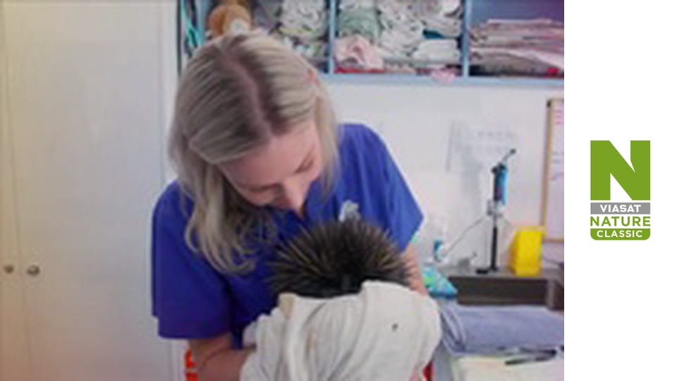 Wildlife Rescue Australia Season 1 Episode 4