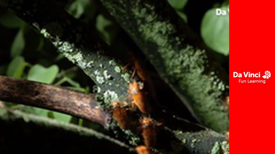 Знать всё - Есть ли у насекомых счастливые числа?