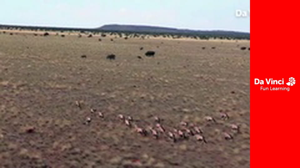 Сіяя - Рушайте з нами - Ковчег Ноя