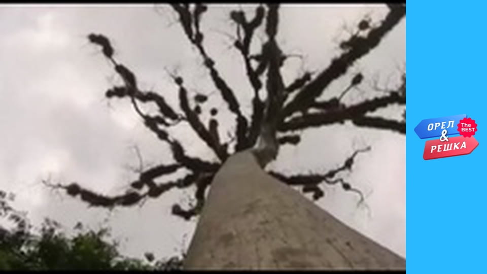 Golden Card, Issue 1