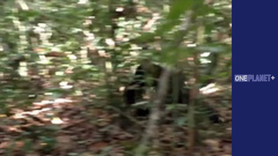 У пошуках знань. - серия 22