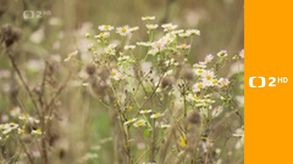 Nedej se - Občanské noviny