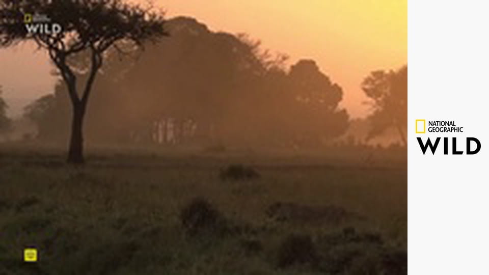 Львы на деревьях