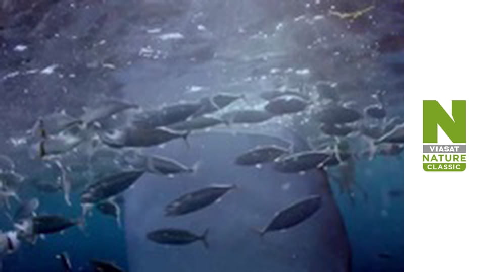 Planet Reef - Protecting Megamouths