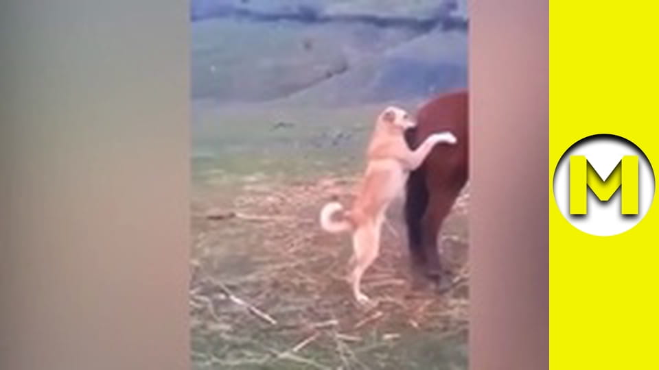 Max TV - сезон 1 - серія 166