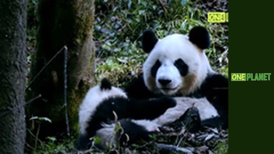 Четыре сезона в королевстве панд, 2 эп.