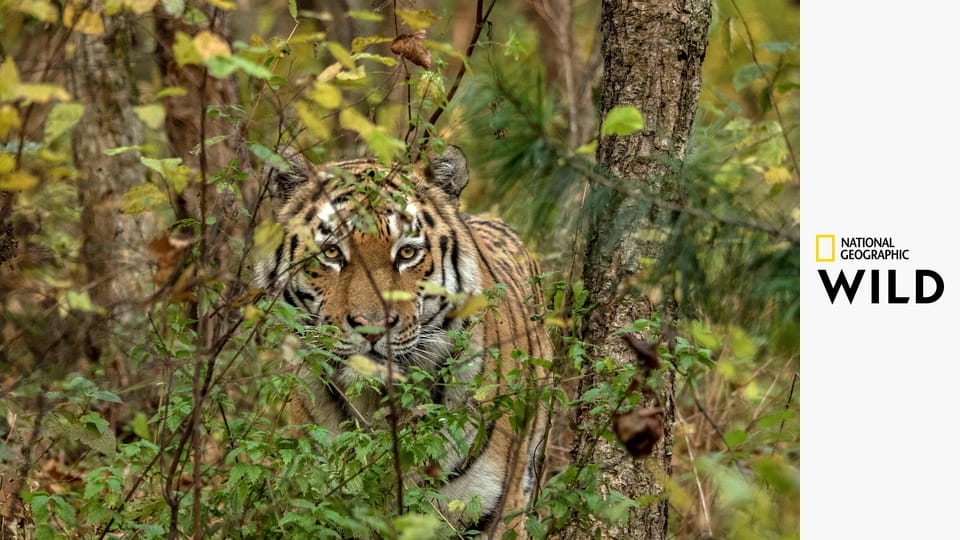 Дикие тигры России - Russia's Wild Tiger