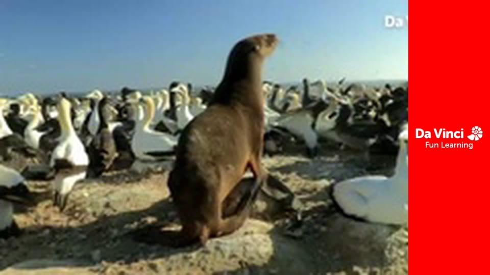 Сияя - Отправьтесь с нами - Наполовину сушу - наполовину вода