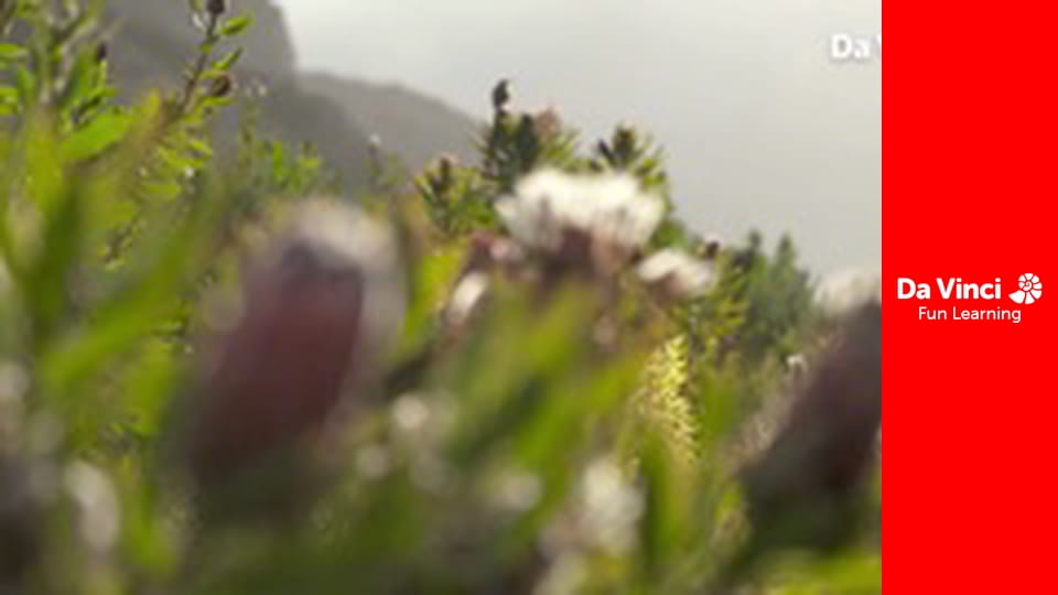 Сіяя - Найдикіший мис - Коґелберґ - Ключ до моря